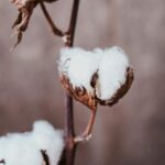 Une photo de plante de coton.